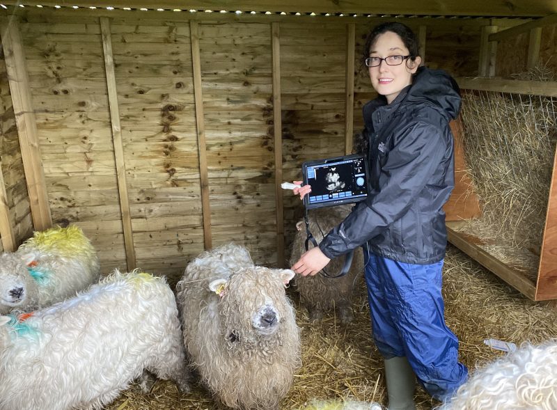 Sheep scanning with ScanX