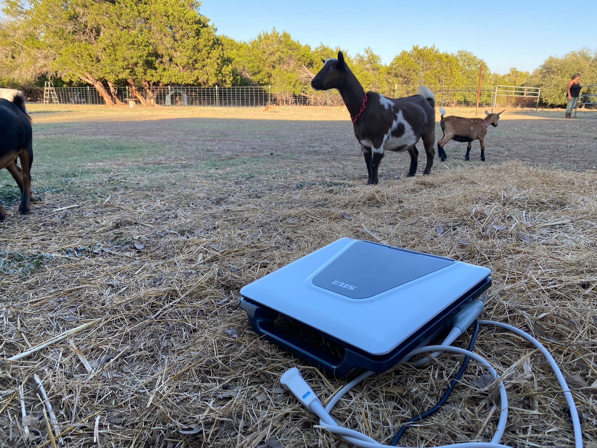 Apogee 1000 Lite for goats