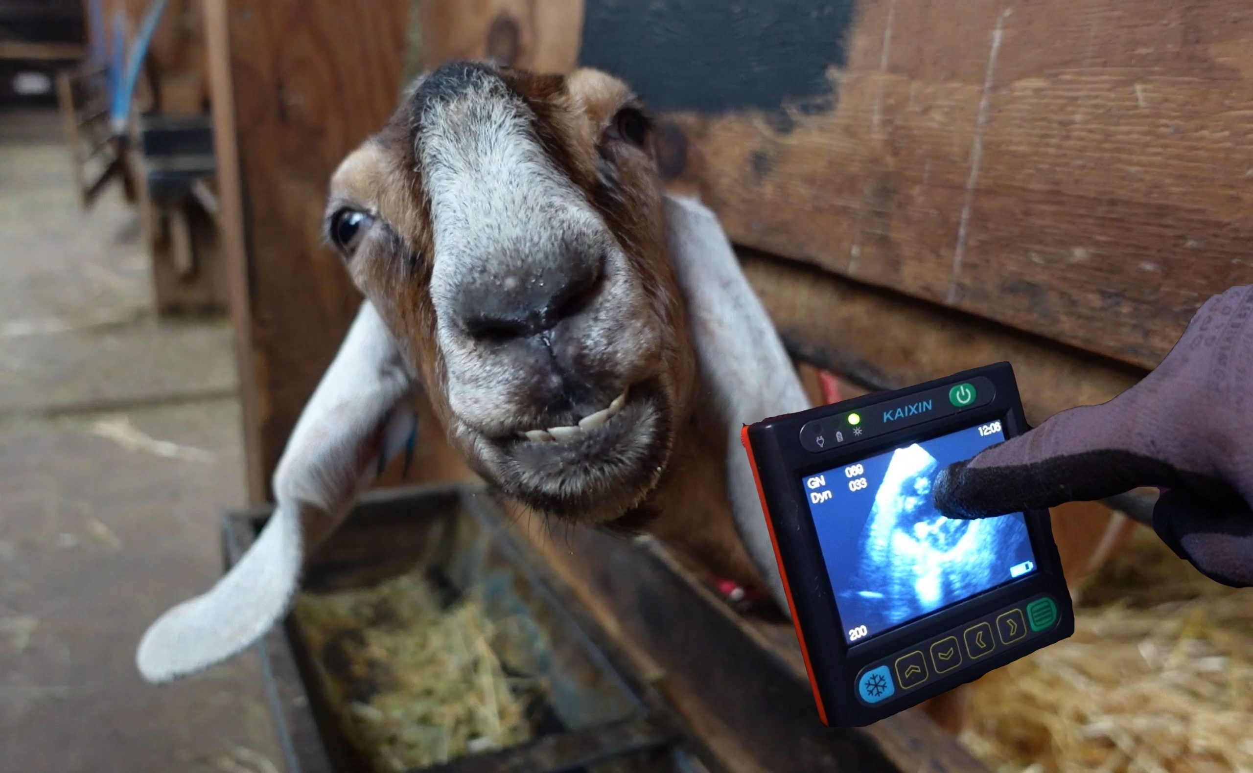 Goat ultrasound